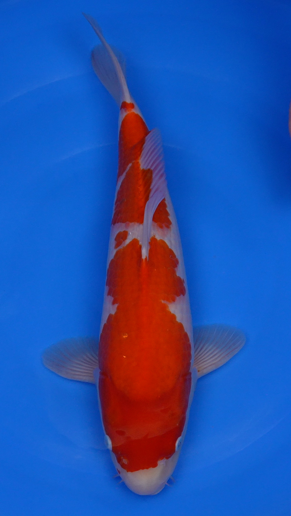 Kohaku 20" 240267176 Sacramento Koi