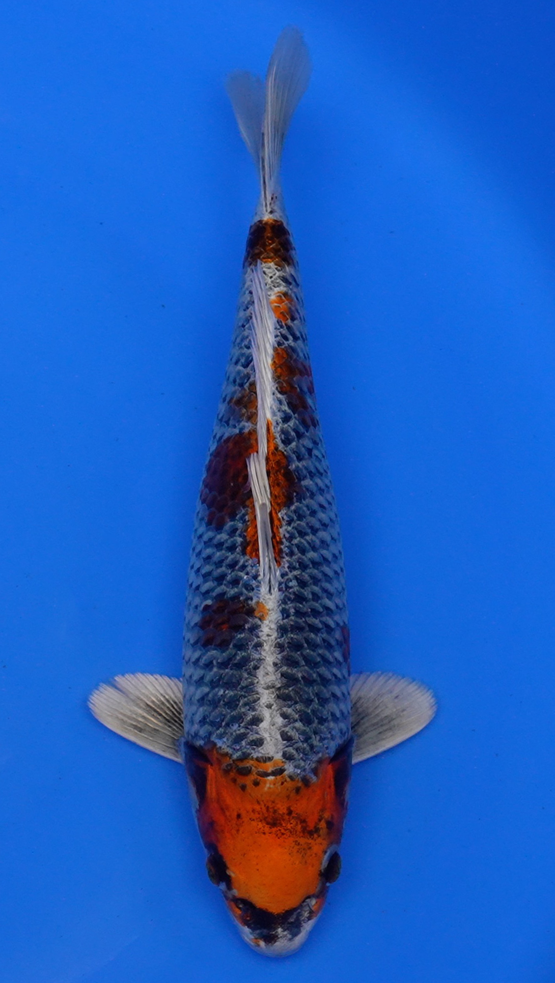 Kujaku 15" 240174098 Sacramento Koi