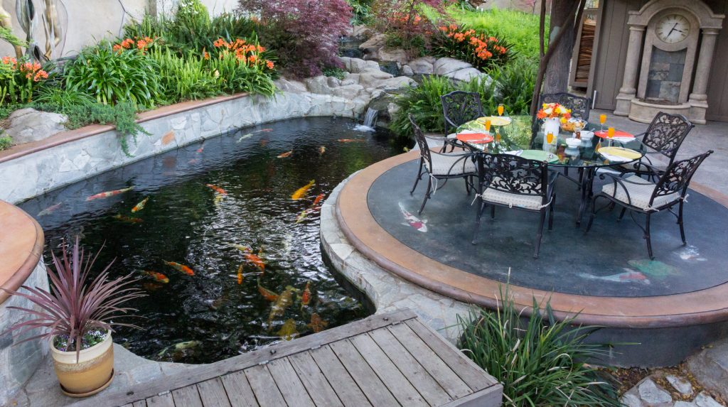 Sacramento Koi