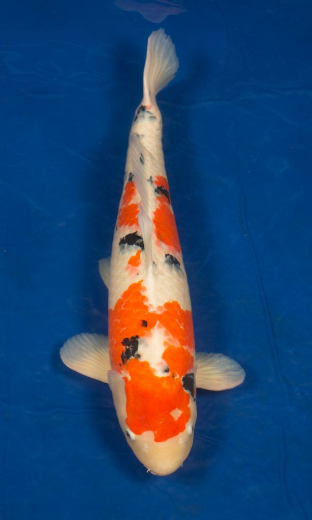 Sacramento Koi