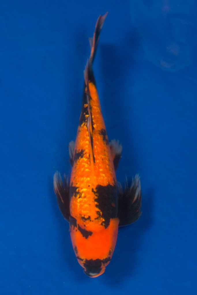 Sacramento Koi