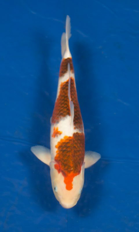 Sacramento Koi