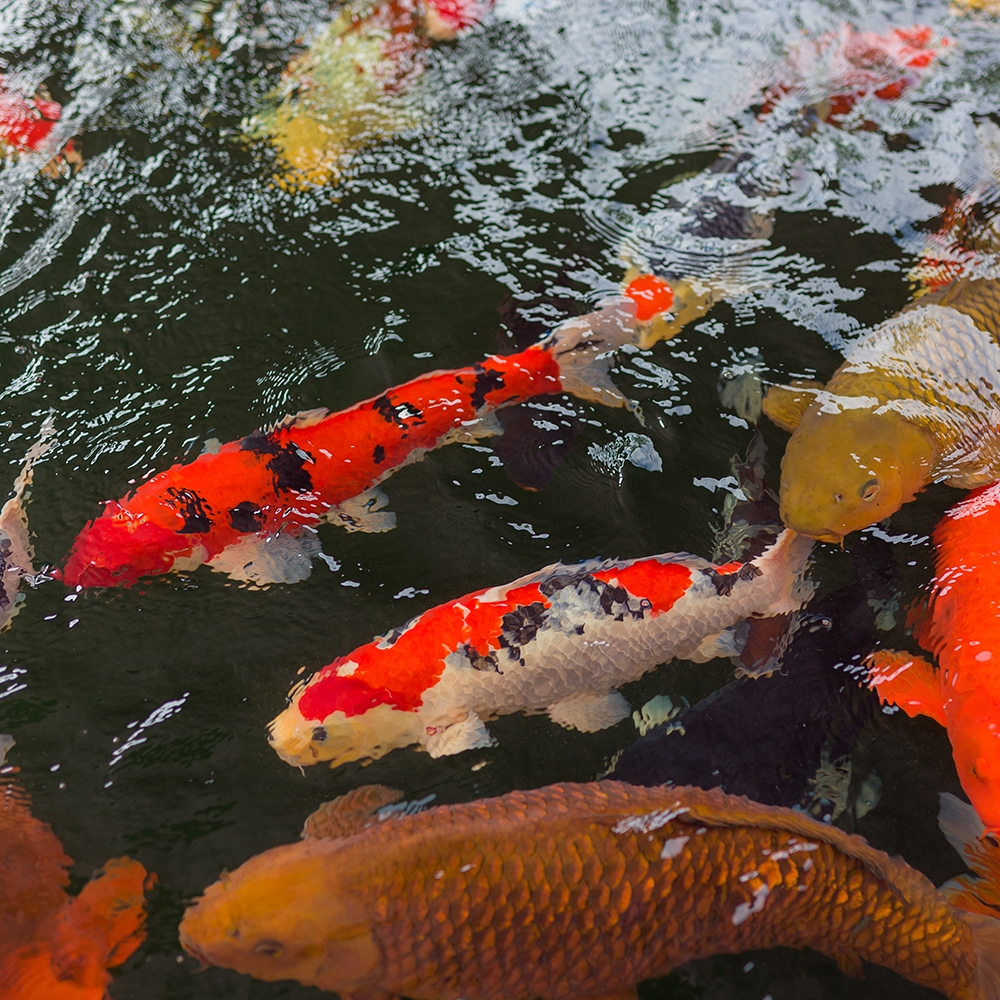 Koi Pond Supplies
