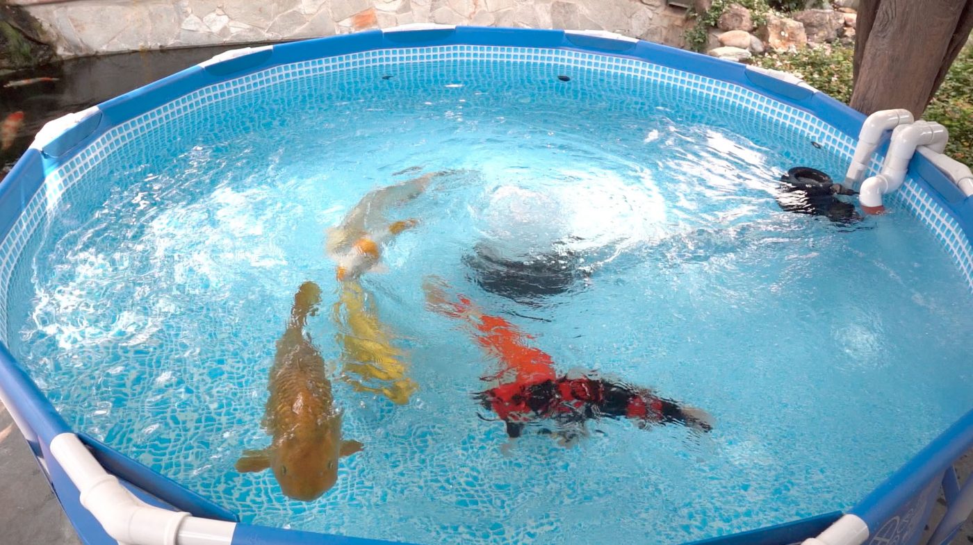 Advantage Koi Storage System Sacramento Koi