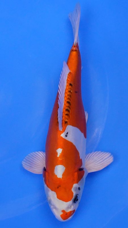 Sacramento Koi