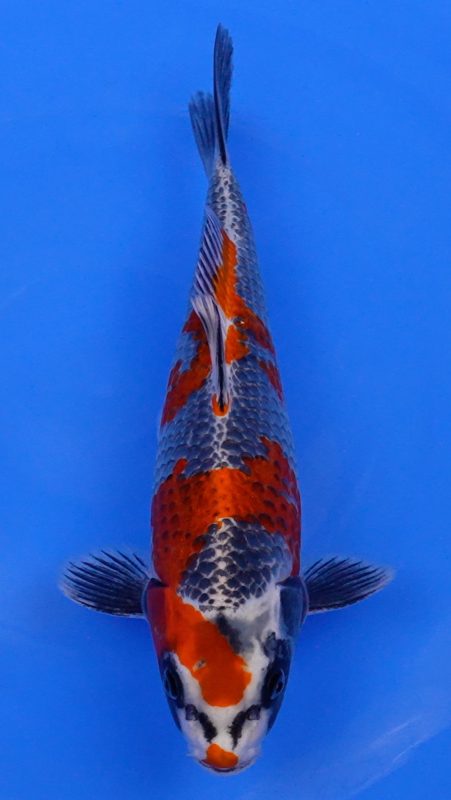 Sacramento Koi