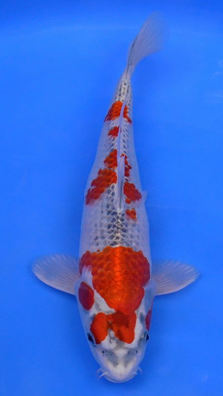 Sacramento Koi