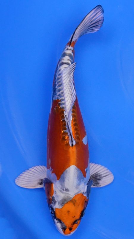Sacramento Koi