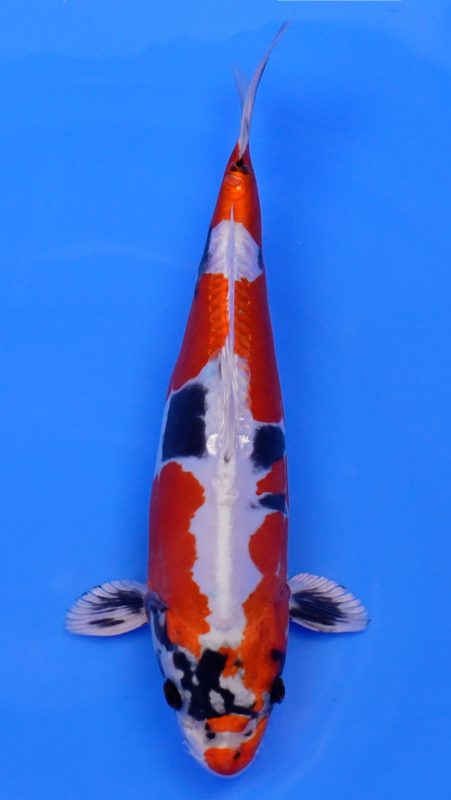 Sacramento Koi