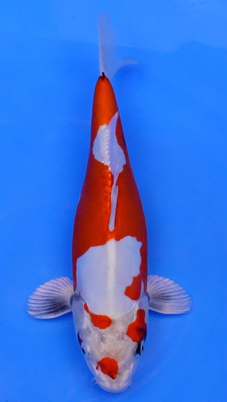 Sacramento Koi