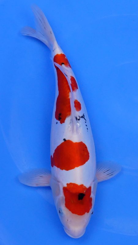 Sacramento Koi