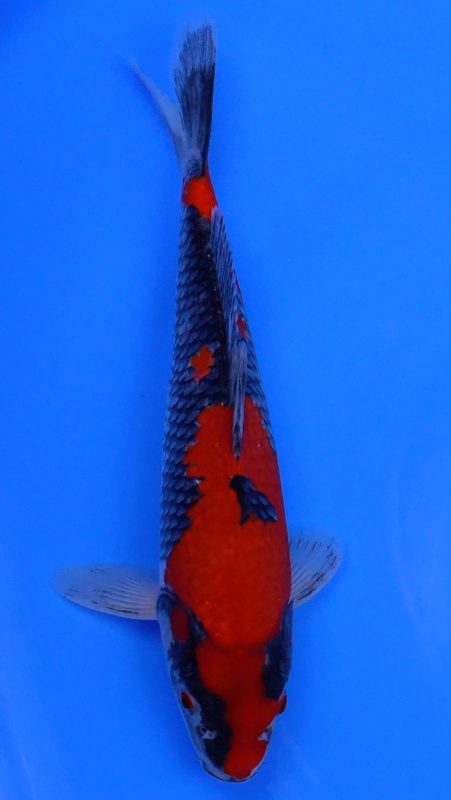 Sacramento Koi