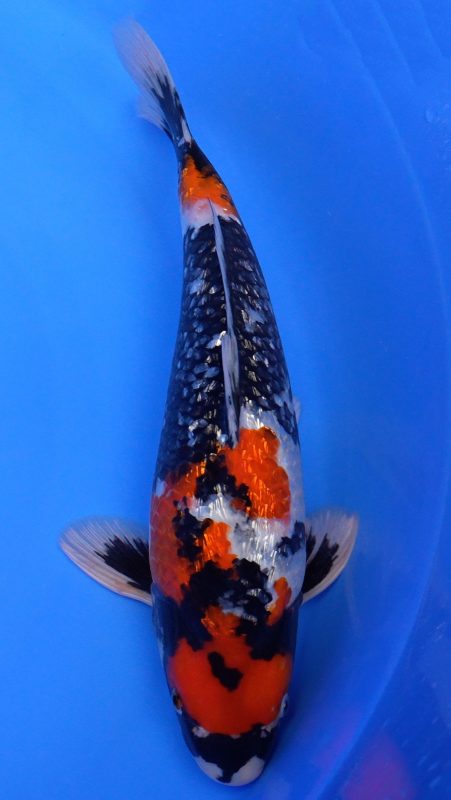 Sacramento Koi