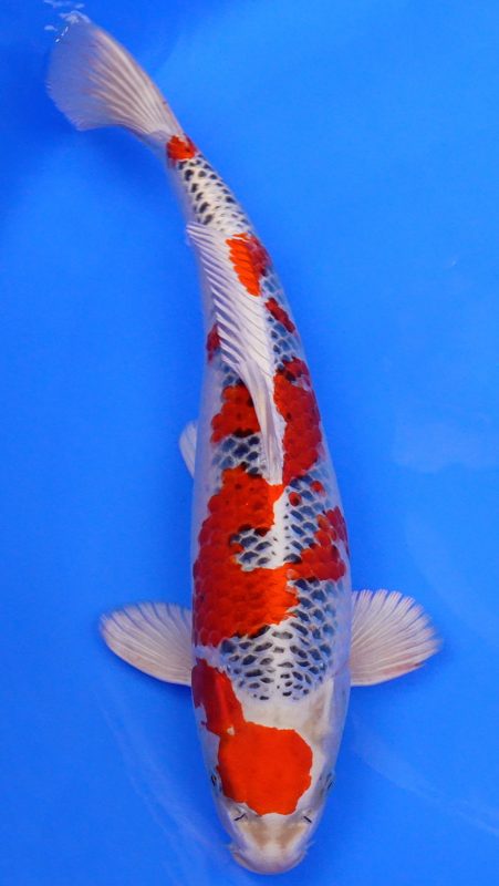 Sacramento Koi