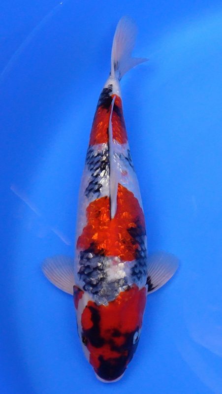 Sacramento Koi