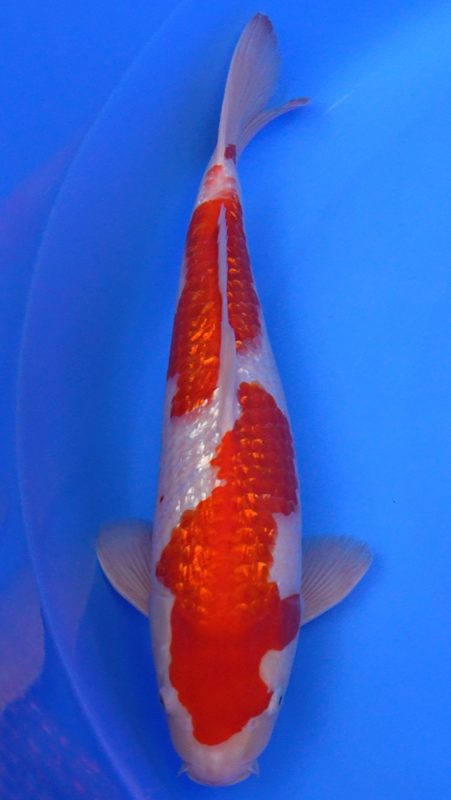 Sacramento Koi