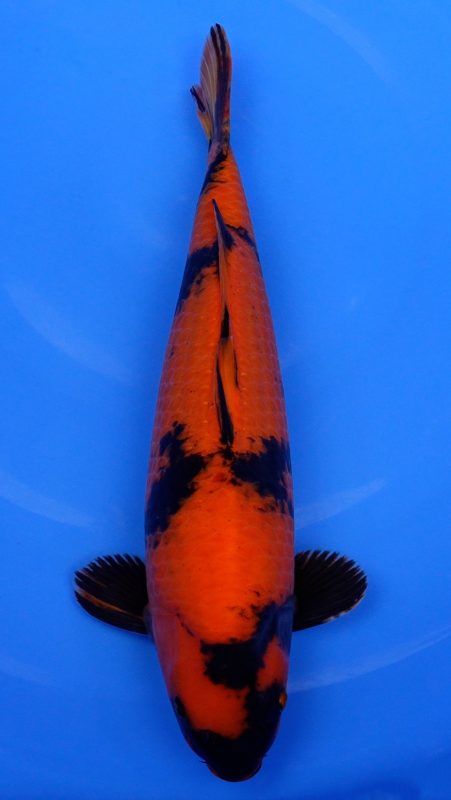 Sacramento Koi