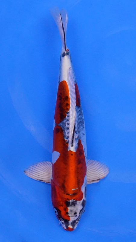 Sacramento Koi