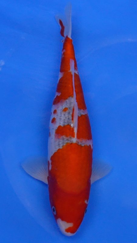 Sacramento Koi