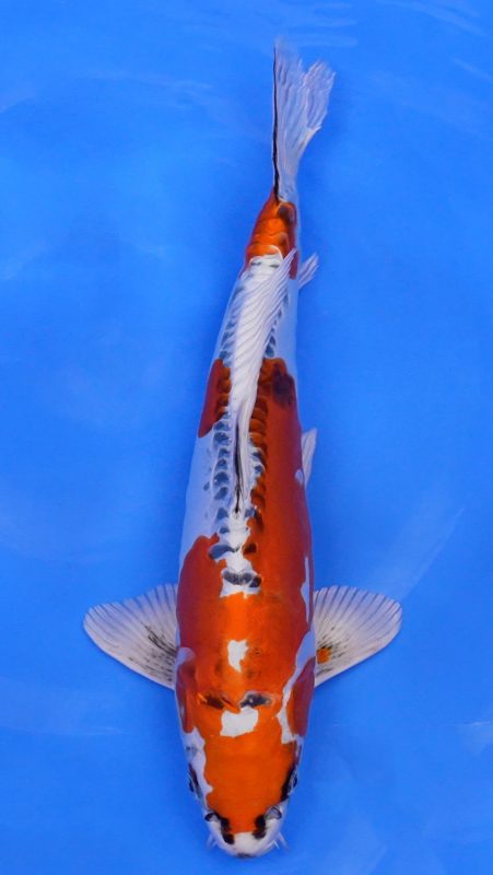 Sacramento Koi
