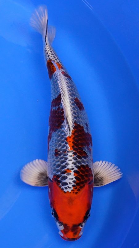 Sacramento Koi