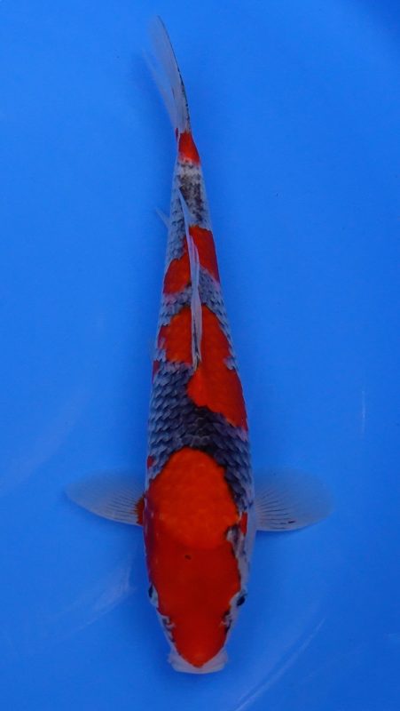 Sacramento Koi