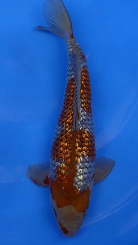 Sacramento Koi