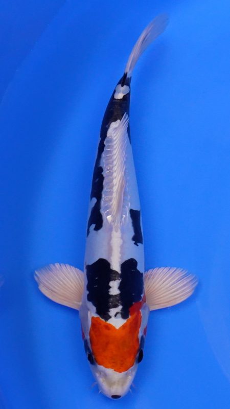 Sacramento Koi
