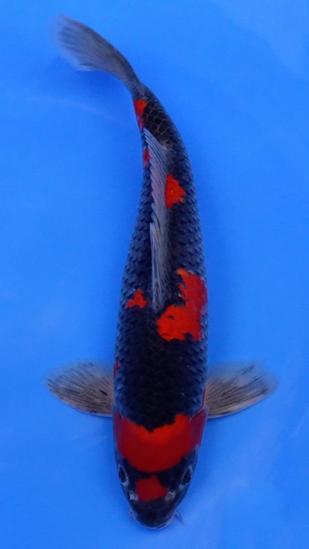Sacramento Koi