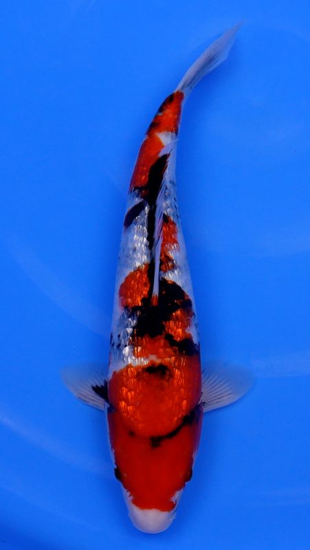 Sacramento Koi