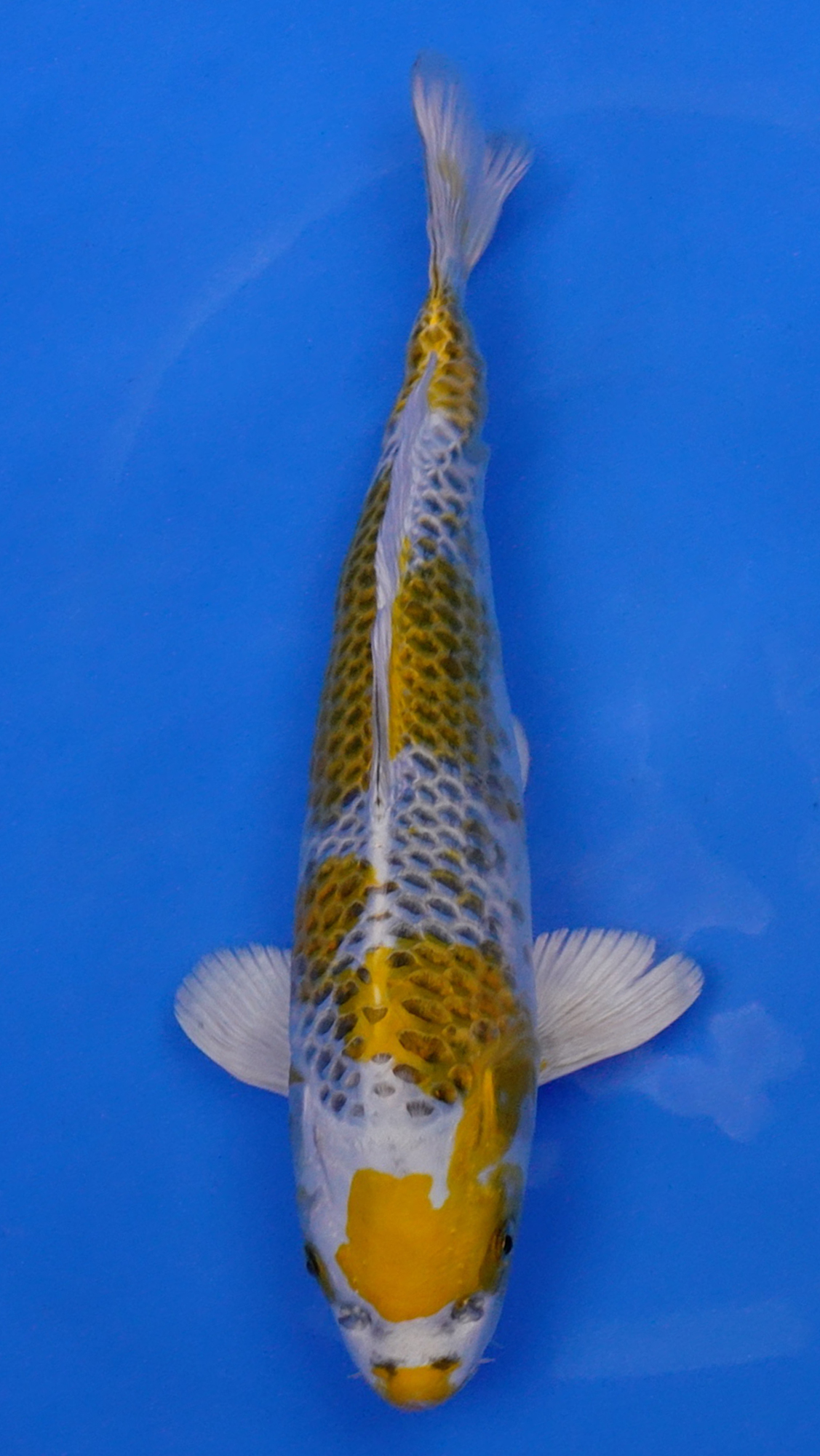 Yellow Kujaku 14