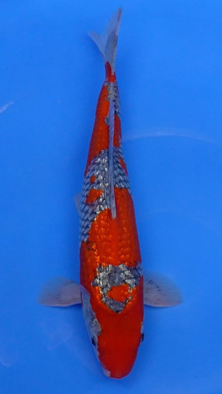 Sacramento Koi