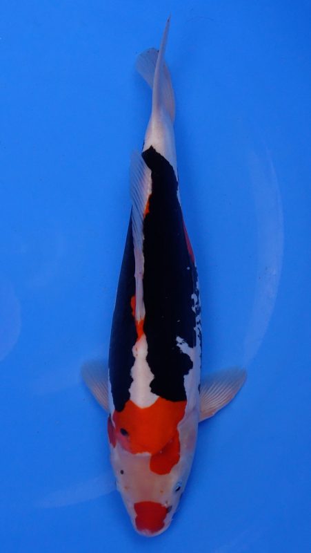 Sacramento Koi