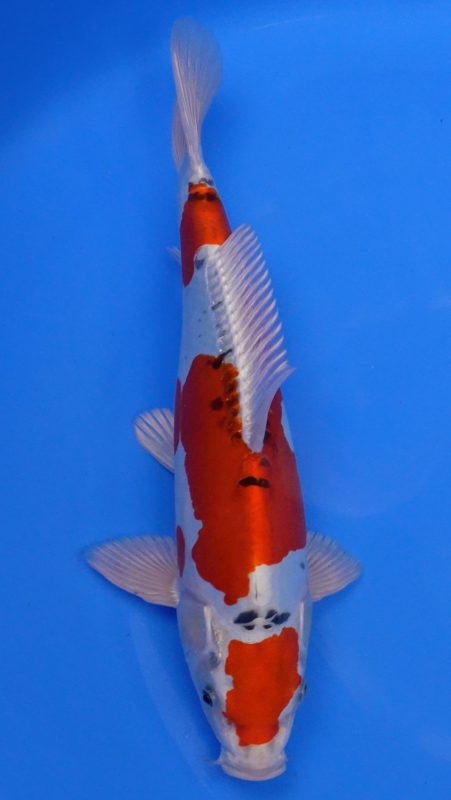 Sacramento Koi