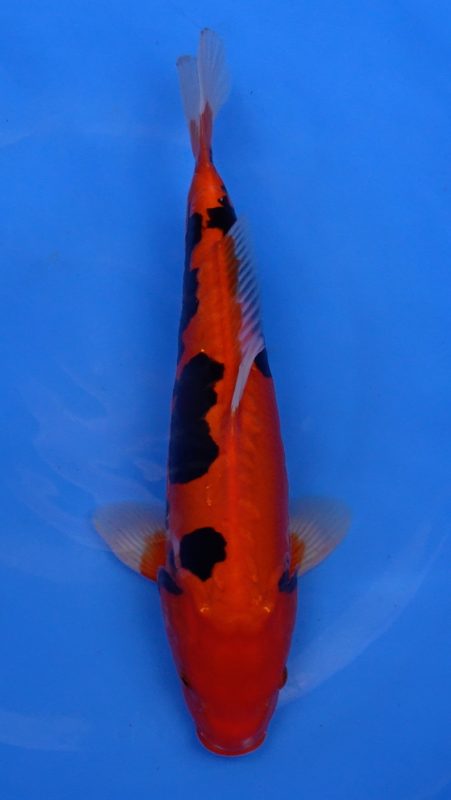 Sacramento Koi