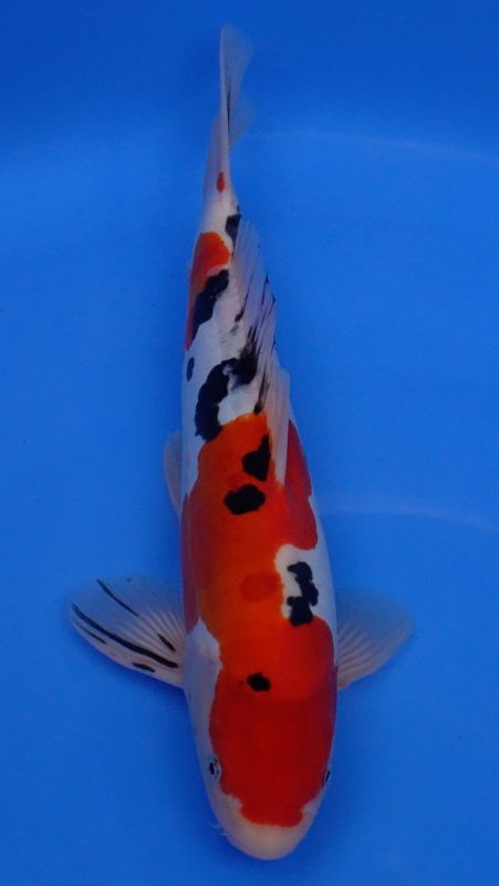 Sacramento Koi