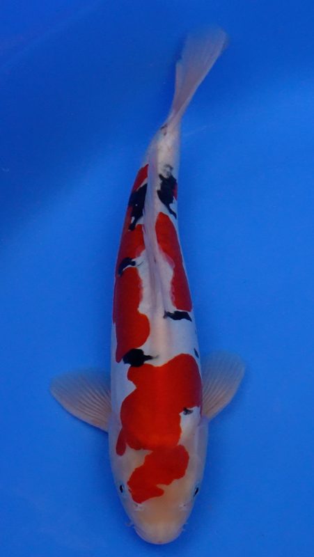 Sacramento Koi