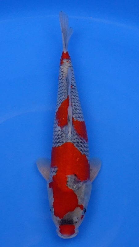 Sacramento Koi