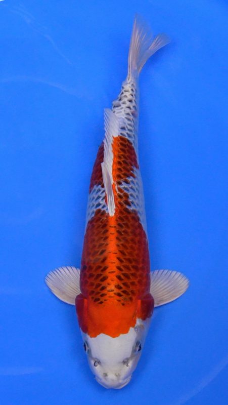 Sacramento Koi