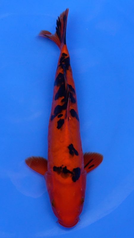 Sacramento Koi