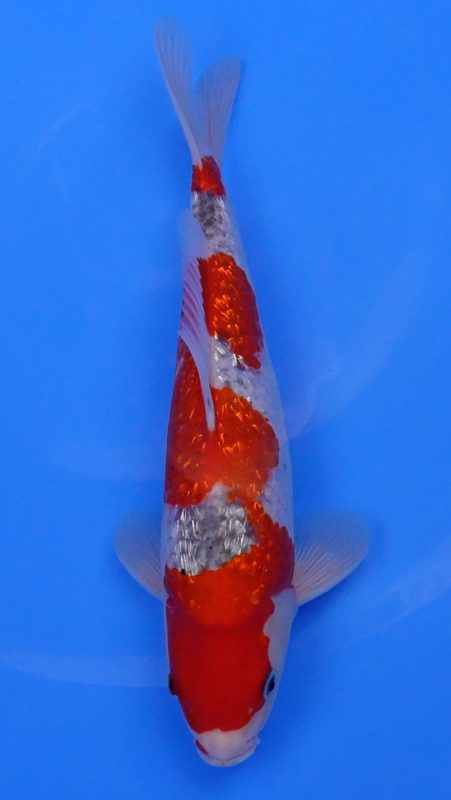 Sacramento Koi