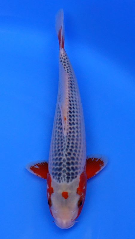 Sacramento Koi