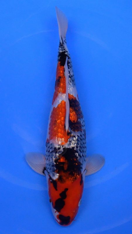 Sacramento Koi