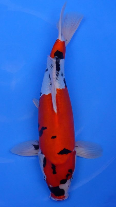 Sacramento Koi