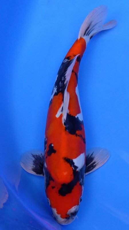 Sacramento Koi