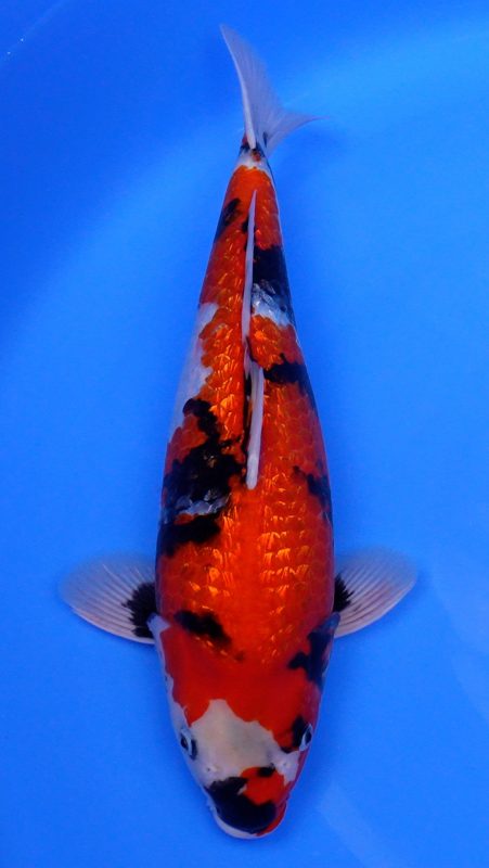 Sacramento Koi