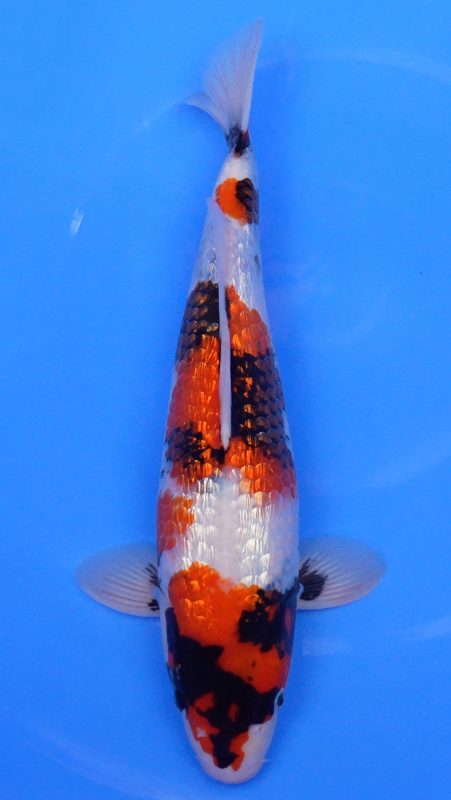 Sacramento Koi