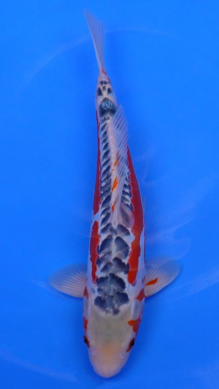Sacramento Koi