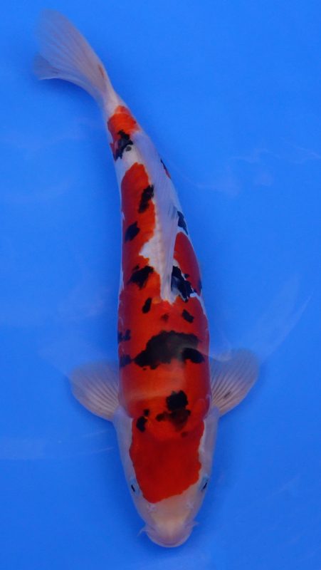 Sacramento Koi