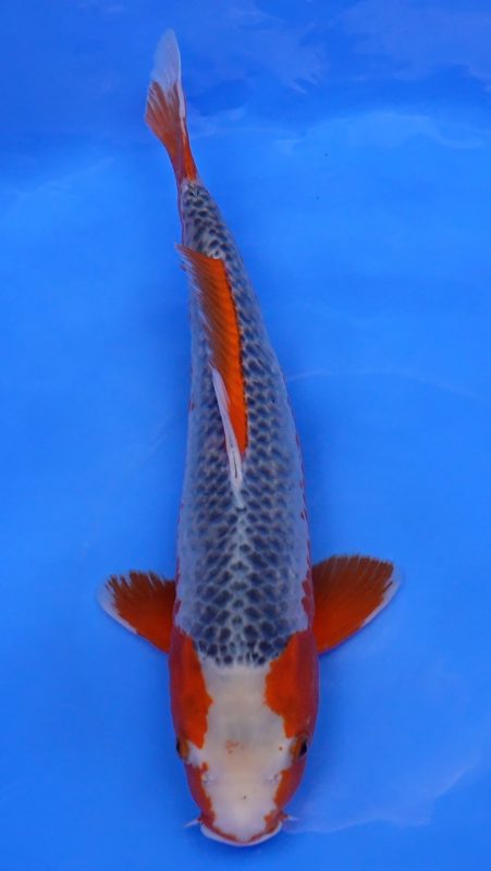 Sacramento Koi